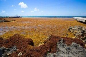 Causes of the Seaweed Influx