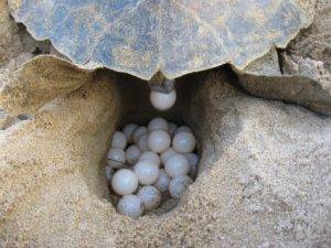 Nesting Season in Cancun