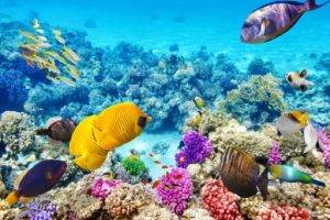 The Coral Reefs of Cancun A Natural Treasure