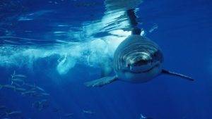 The Perception vs. Reality of Shark Attacks in Cancun