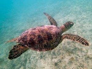 The Sea Turtles of Cancun