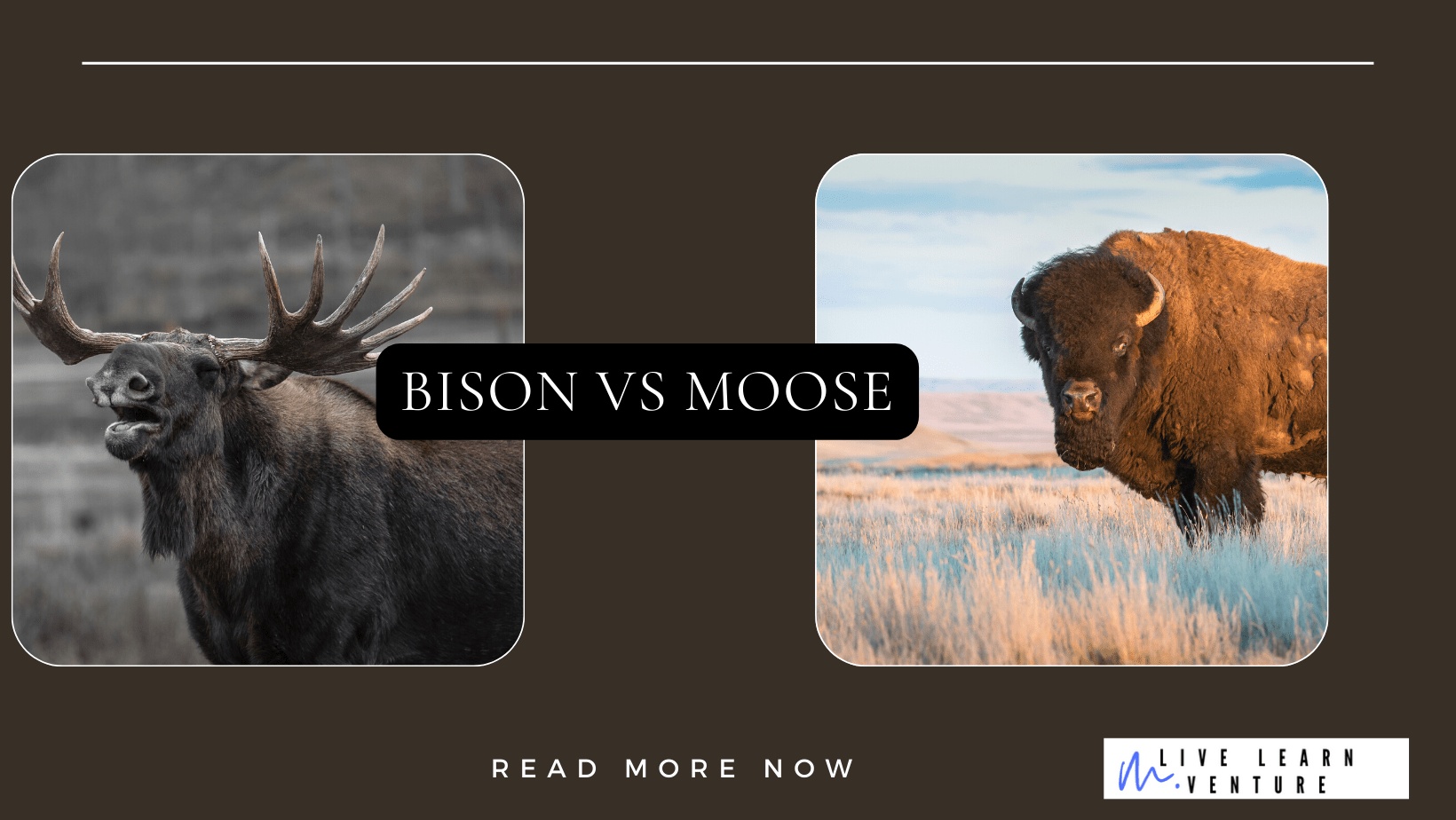 Bison Vs Moose