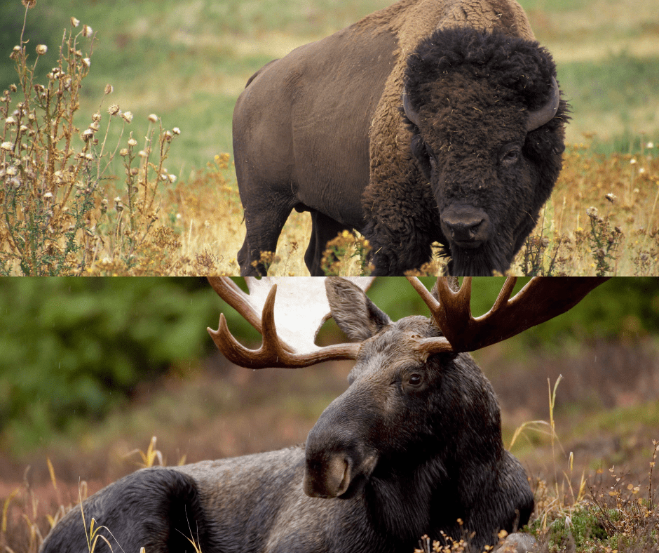 Bison vs Moose