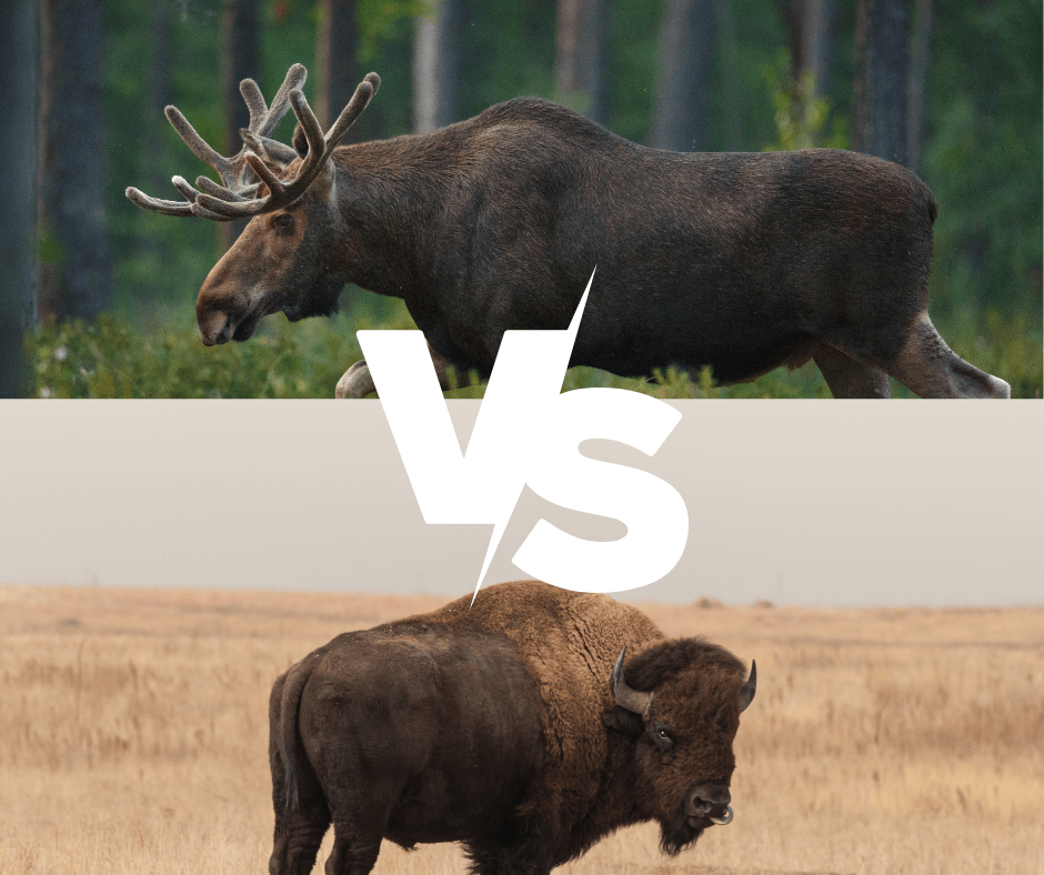 moose vs bison