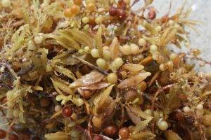 Understanding Sargassum 1