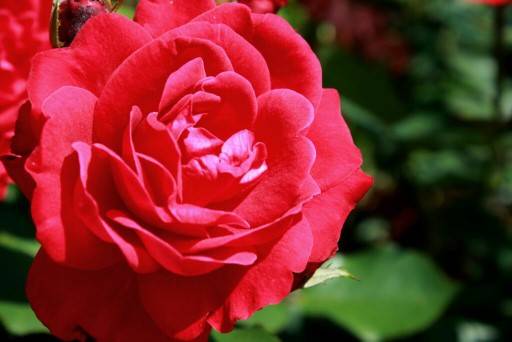 The Origins of Rose Red
