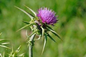 The Origins of Thistle Color